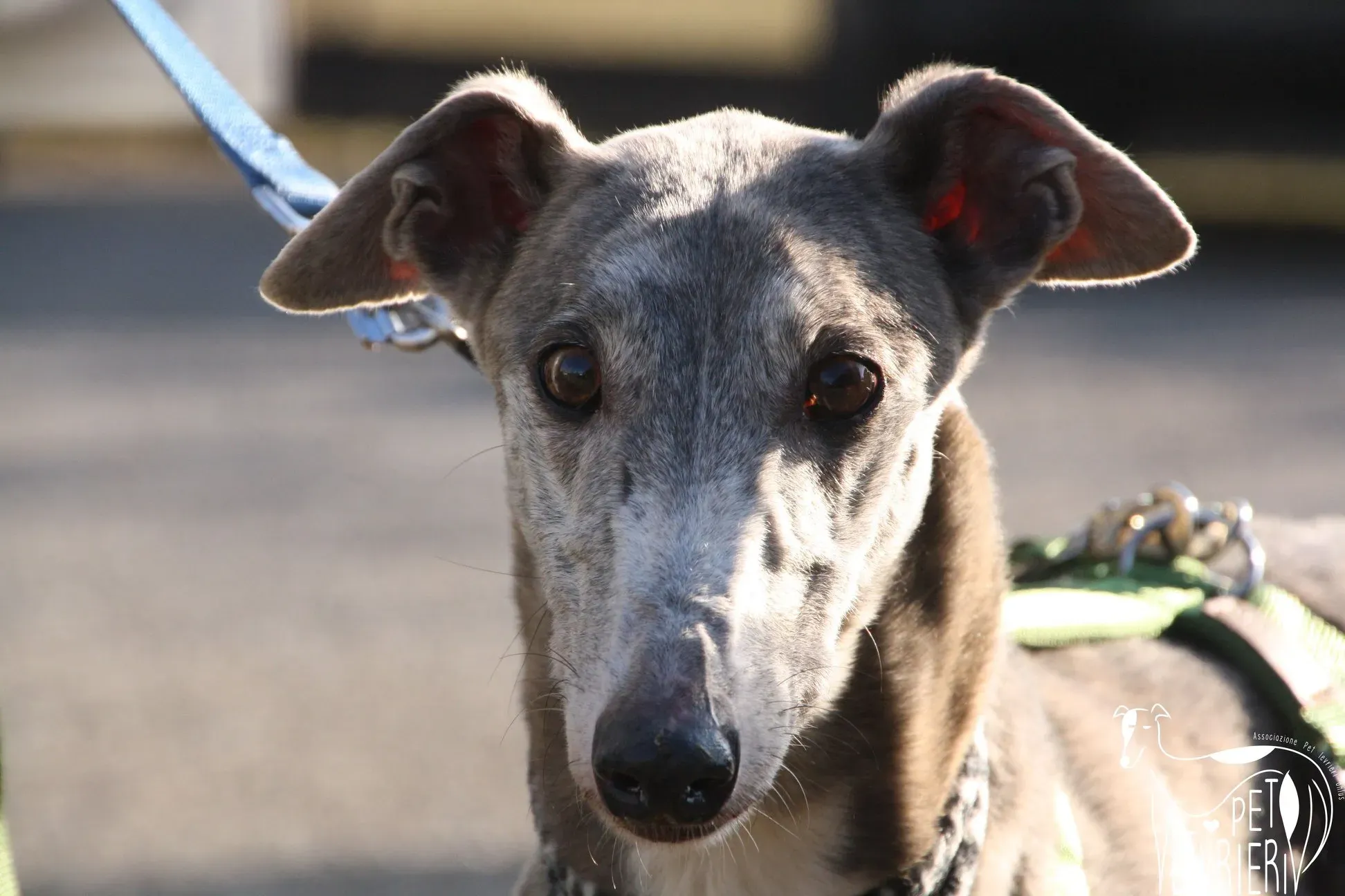 50593717 2085878851495959 2584450889095839744 o