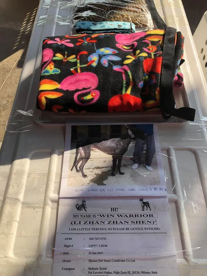 50610837 2083803725036805 2550840120009818112 n