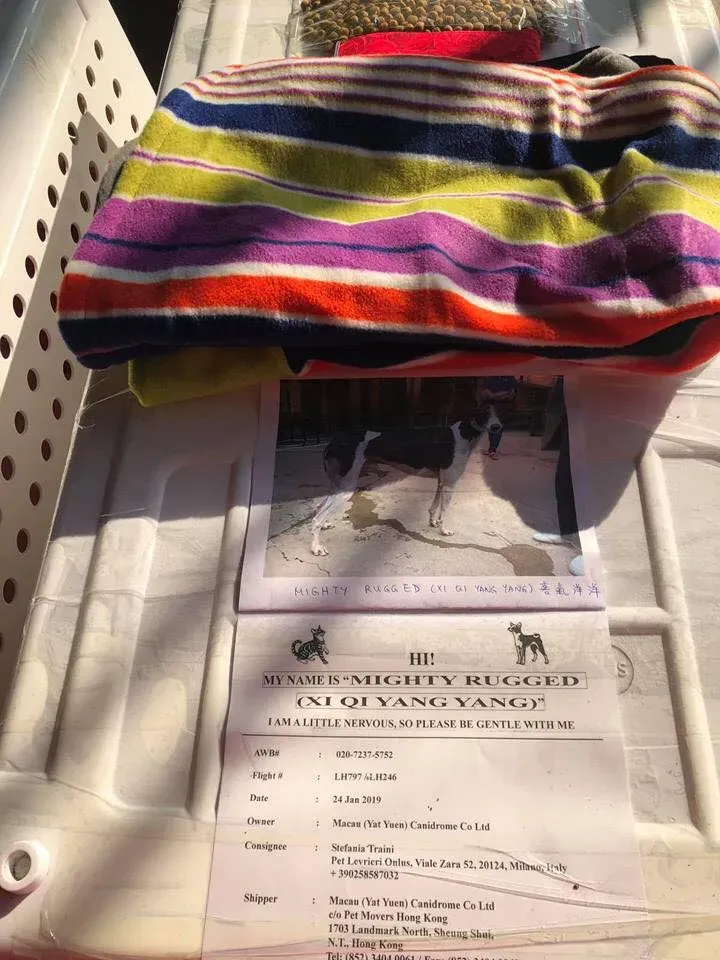 50661400 2083803791703465 4832078180707729408 n