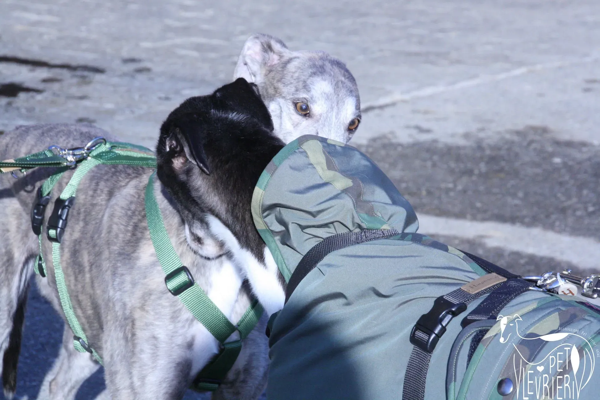 50675845 2085883328162178 6196616860042002432 o