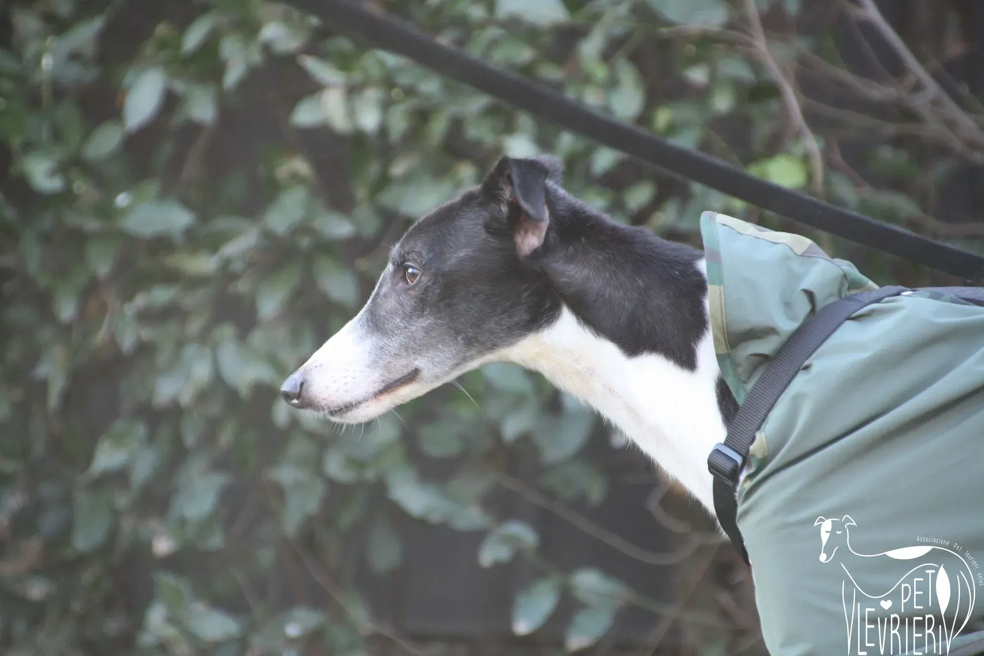 50687307 2085883898162121 786354412489539584 o