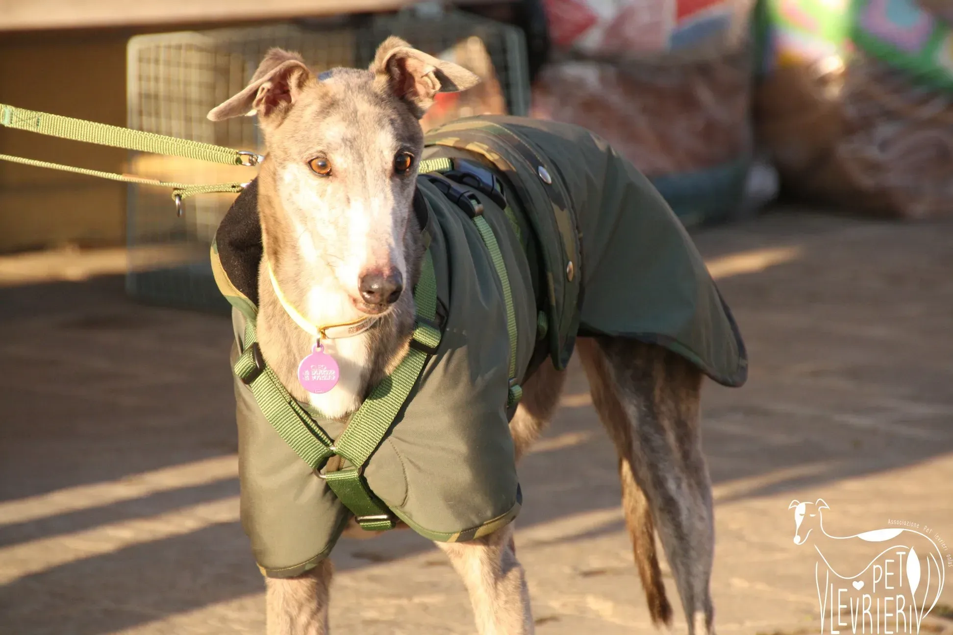 50728528 2085888041495040 8394755103222923264 o