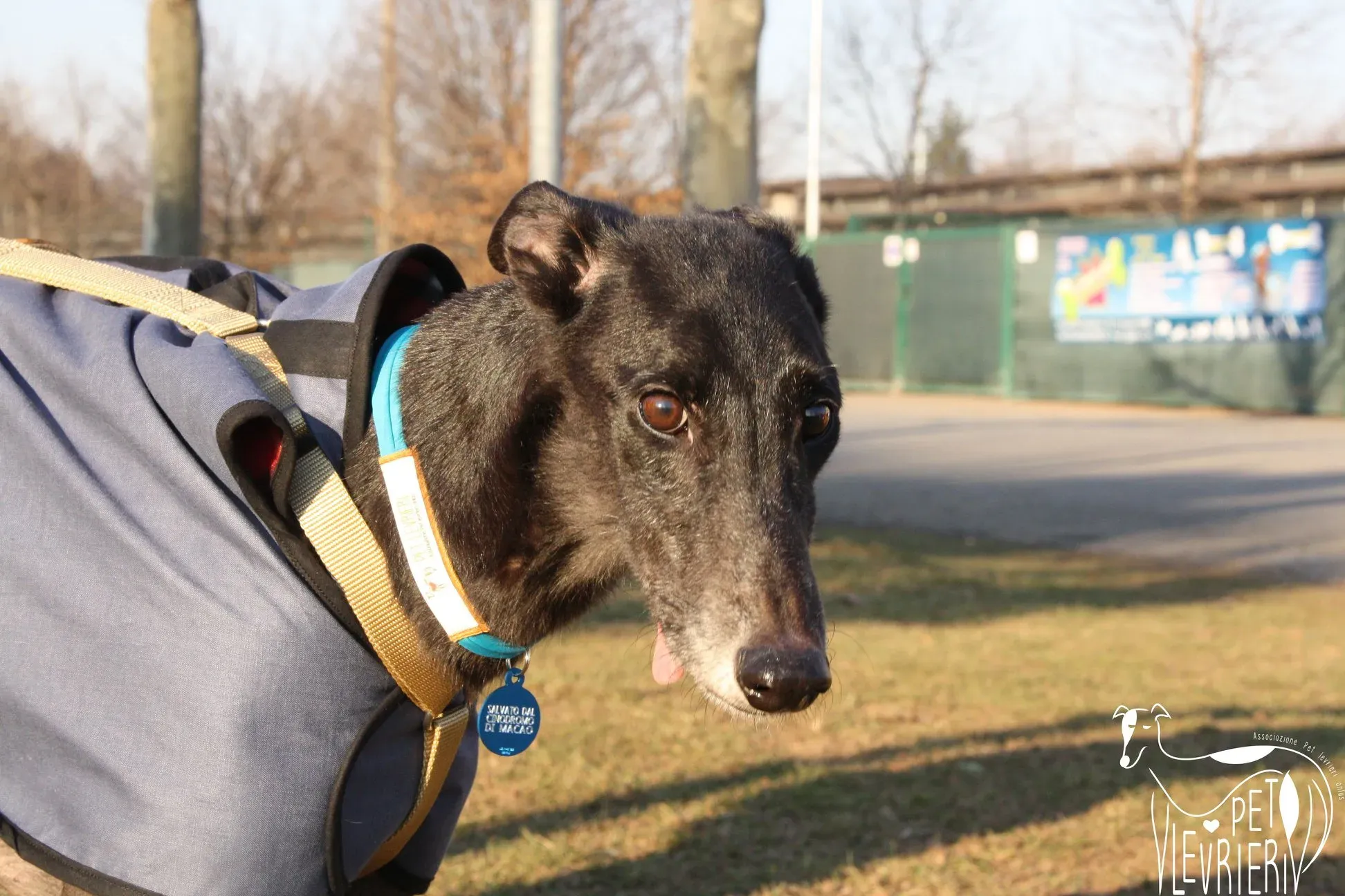 50773239 2085896814827496 432180452799807488 o