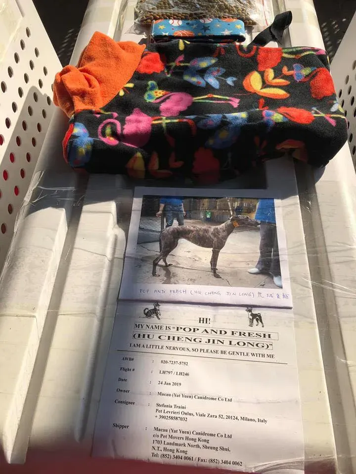 50837221 2083803645036813 7282355094635413504 n