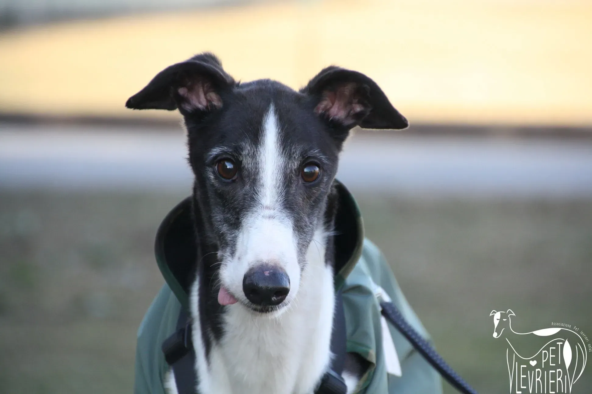 50875253 2085883641495480 4971813223696171008 o