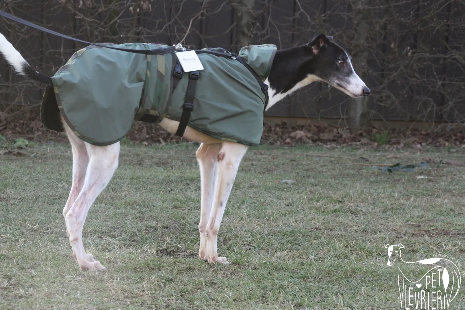 50908610 2085883418162169 4057746412471844864 o