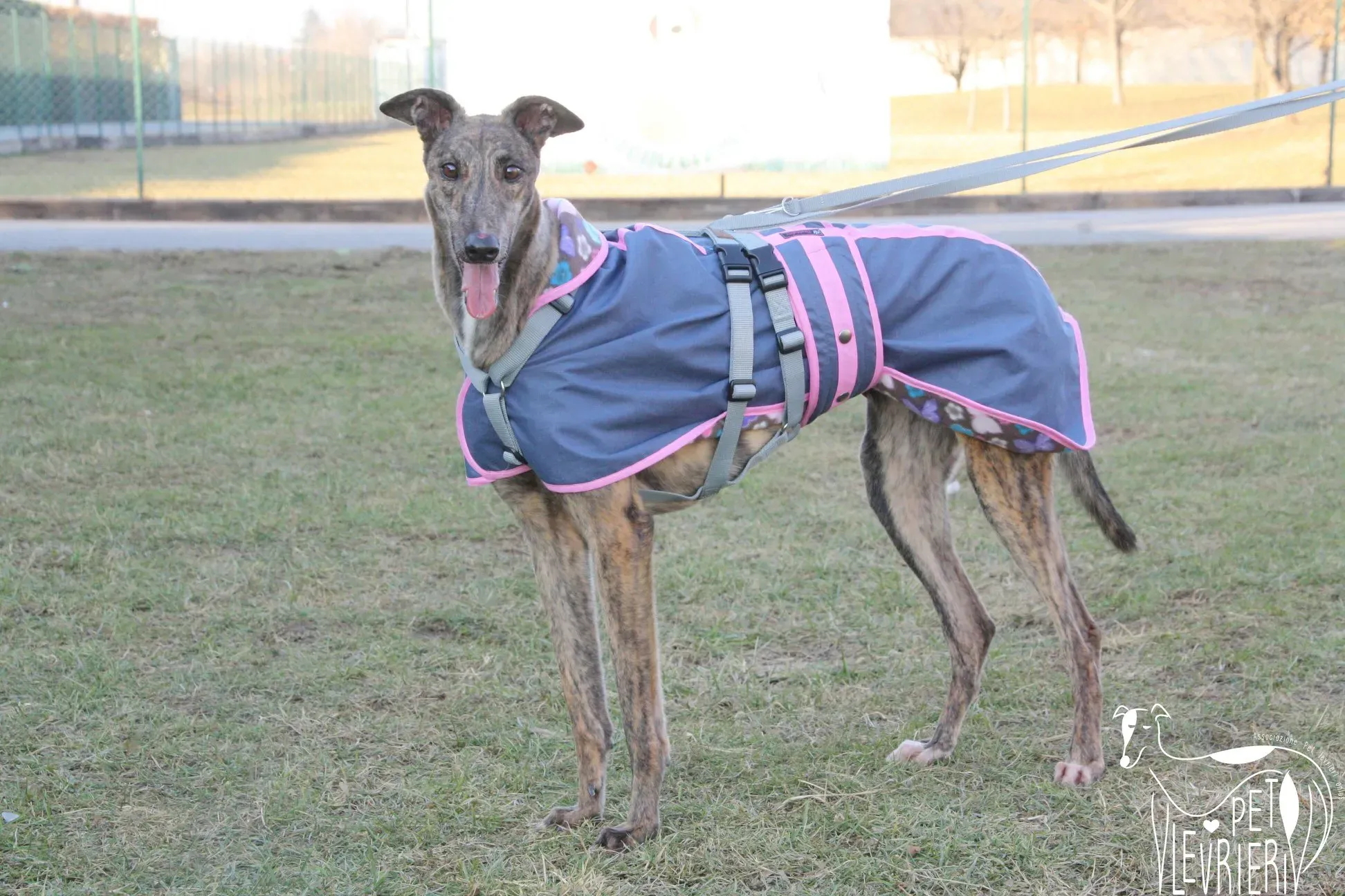 50911470 2085895411494303 177361649445896192 o