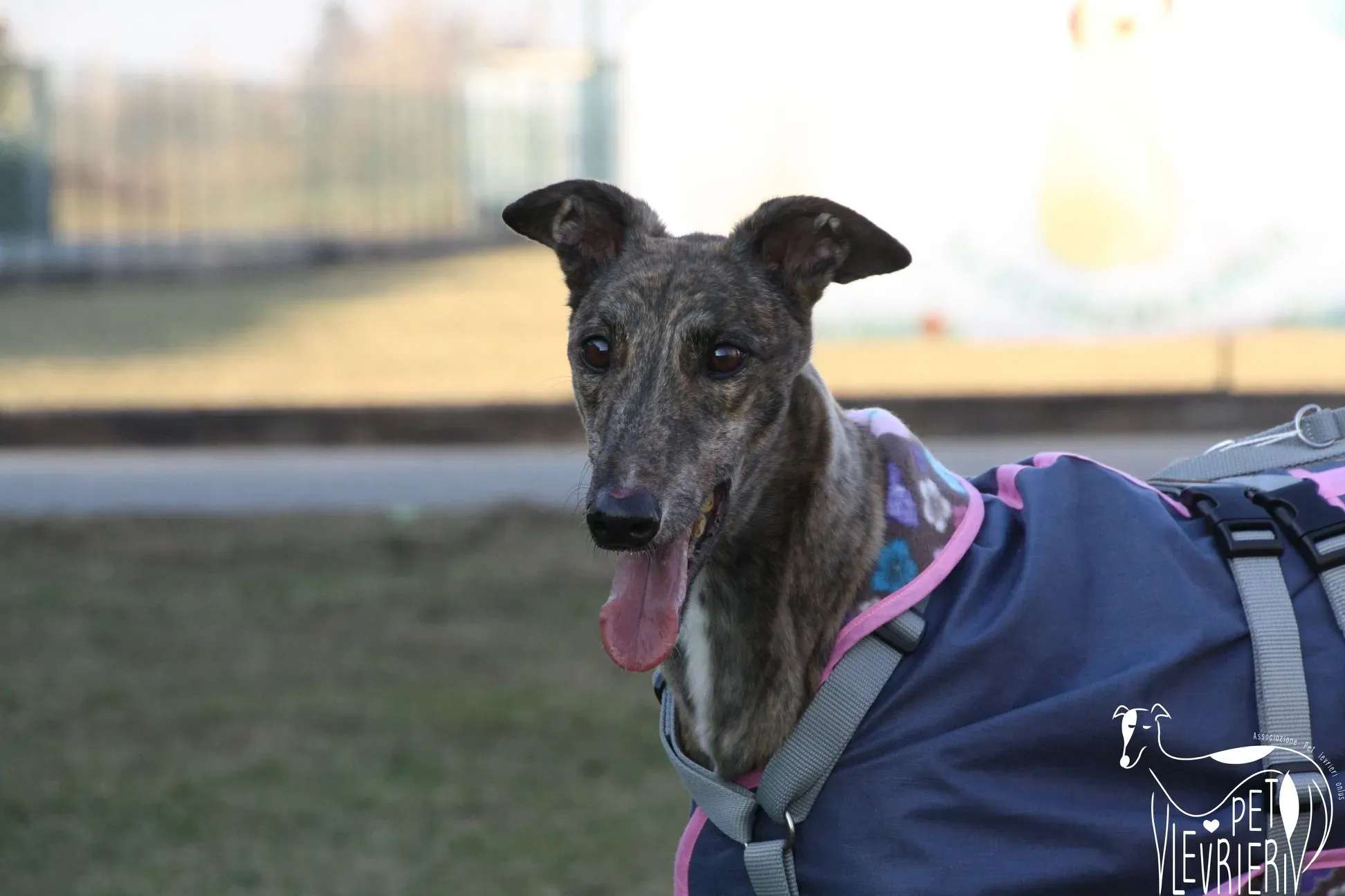 50929449 2085884681495376 8536468760335220736 o