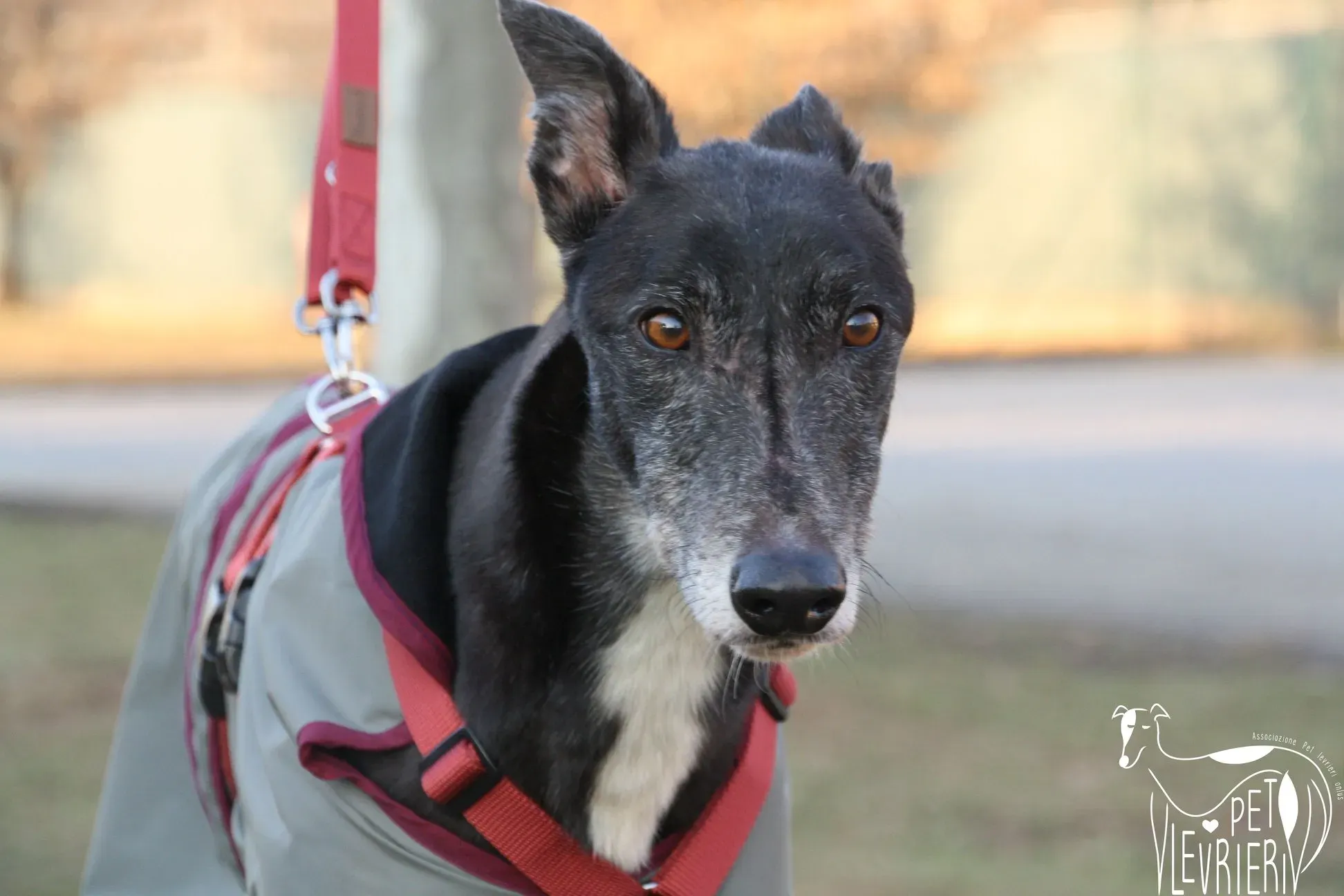 50956294 2085898868160624 8608522171075002368 o