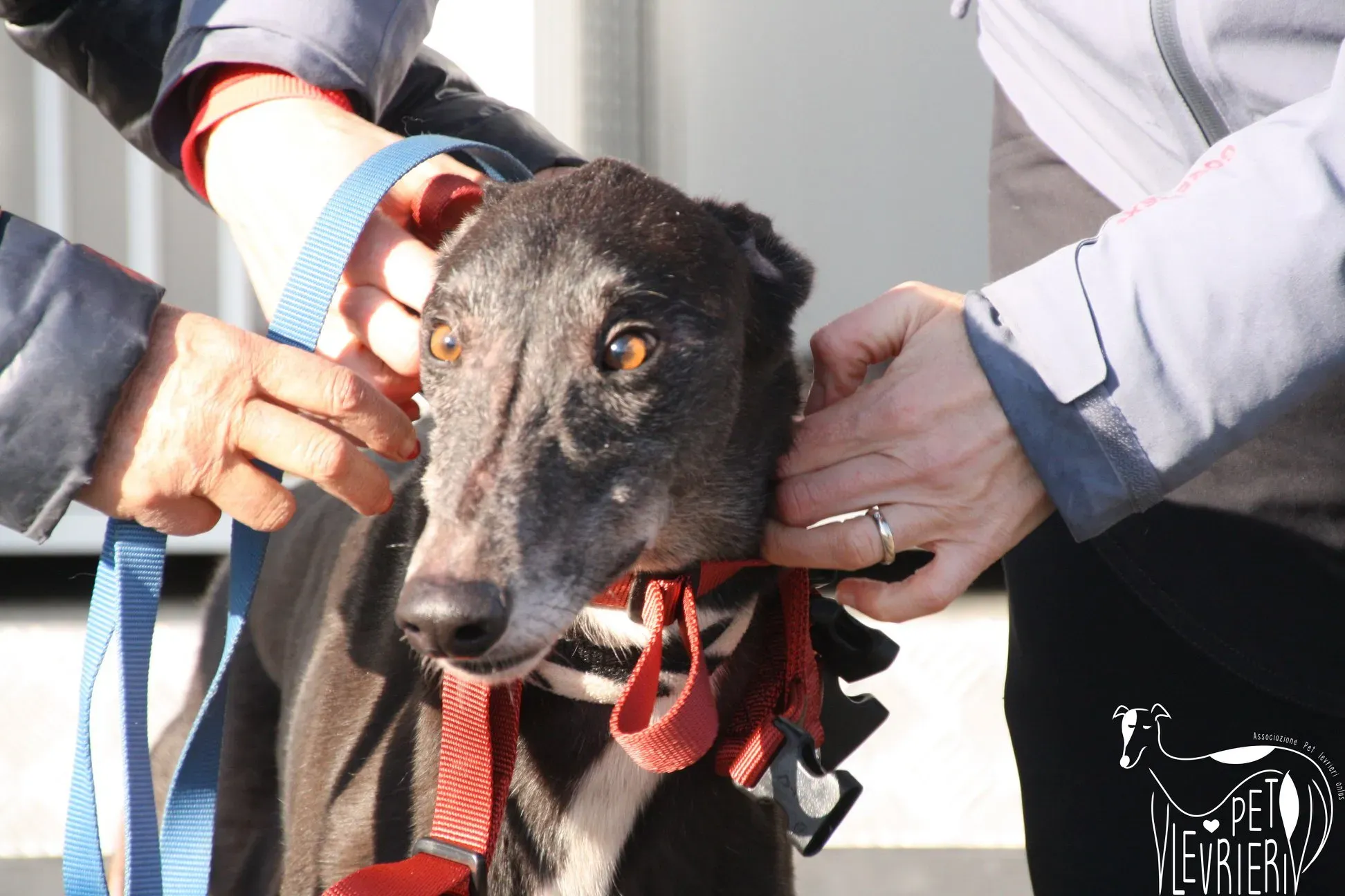 50964944 2085880768162434 5132730358193717248 o