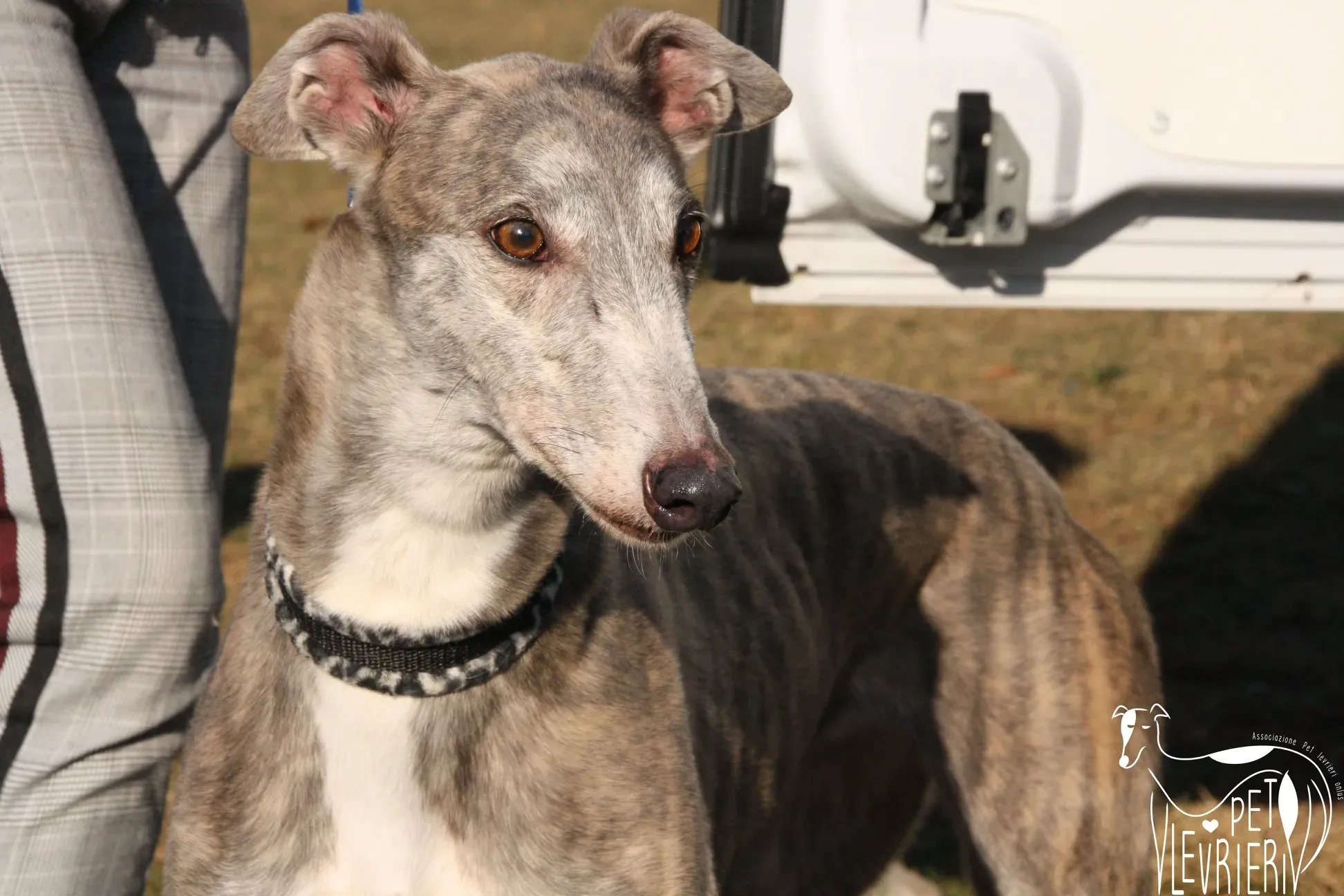 50982560 2085878641495980 5346748780416860160 o