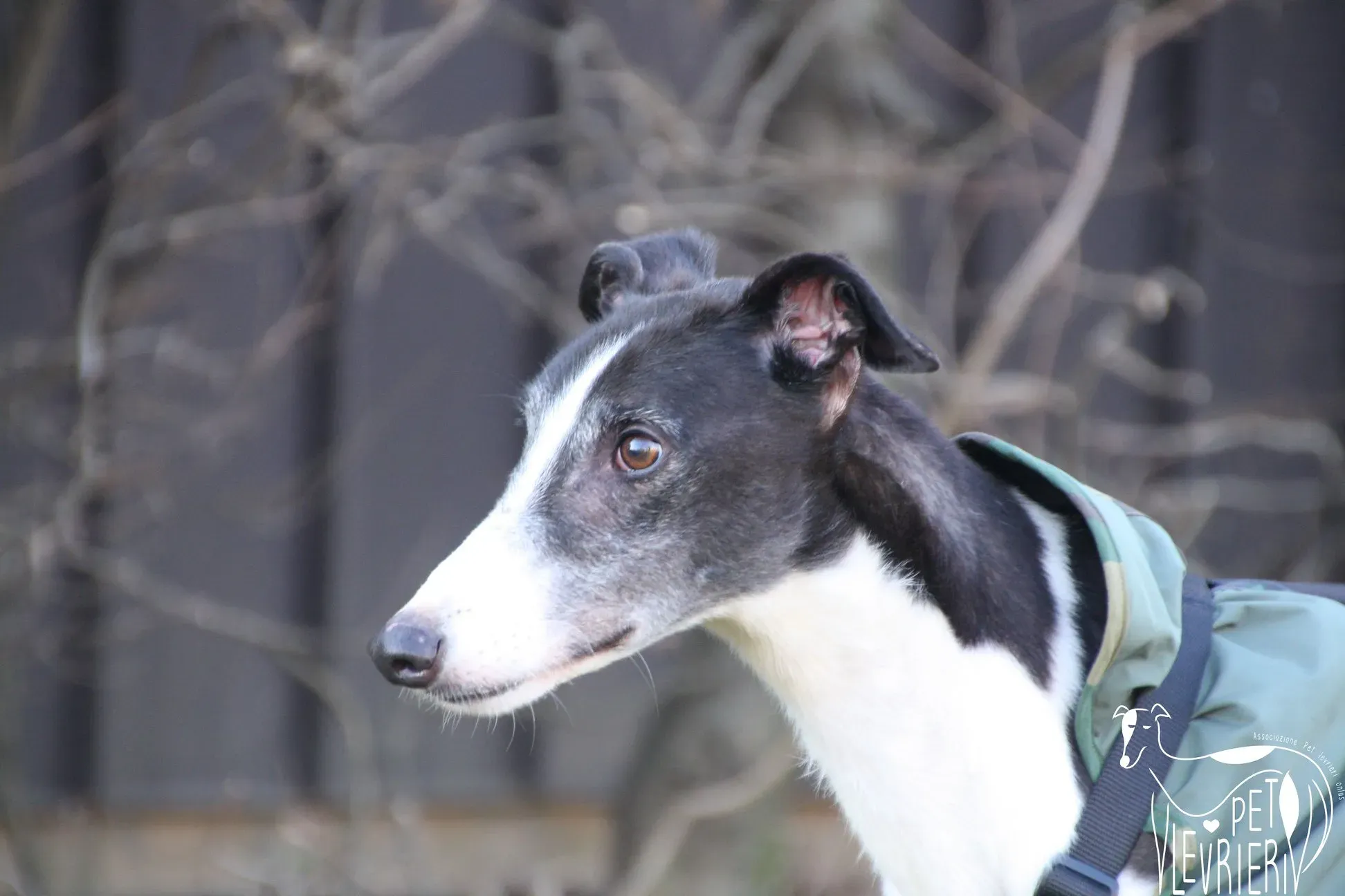 50995760 2085883974828780 9201511306153164800 o