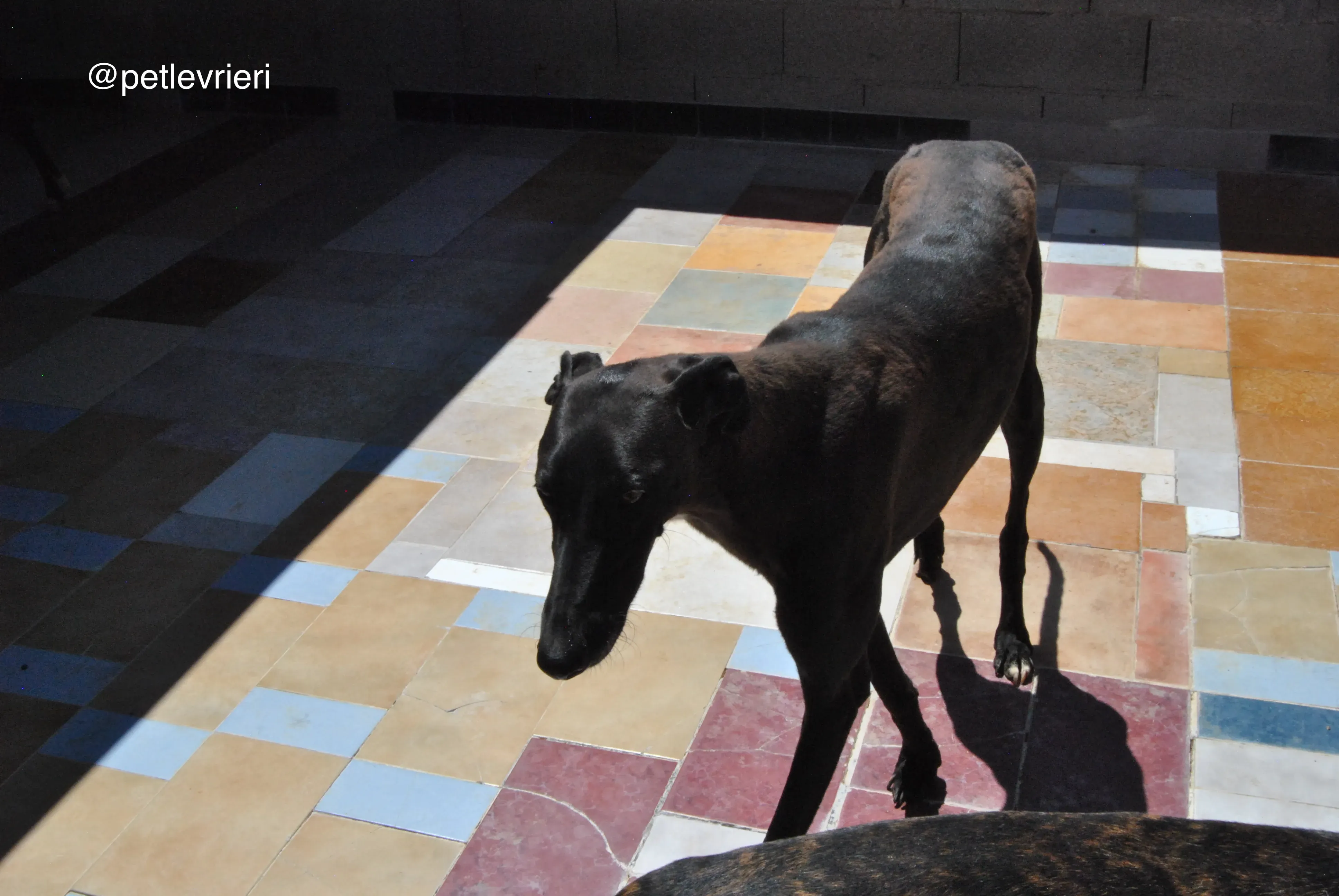 50 neron adozione galgo quarantena