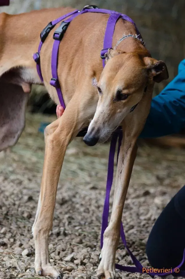 51 Imperio galgo adozione pet levrieri onlus