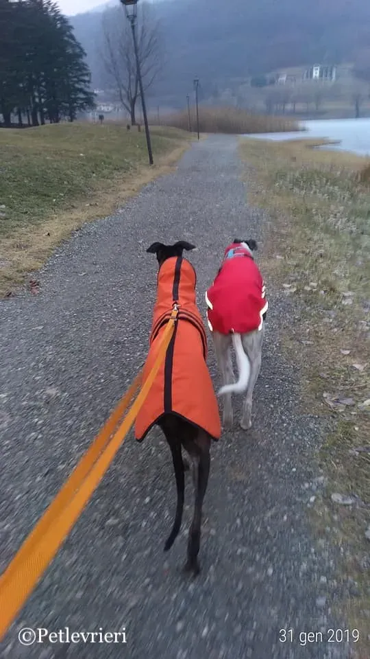 51116912 2334308386580564 6045051823557967872 n