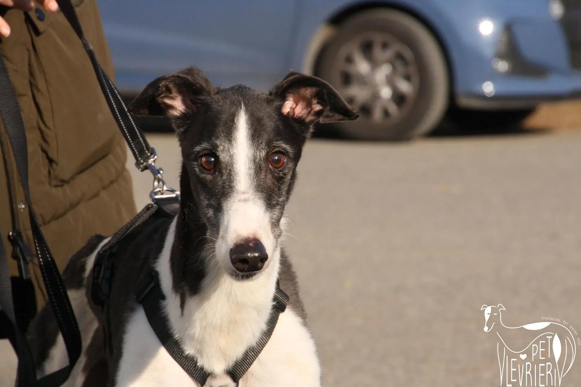 51177929 2085880591495785 323493792818659328 o