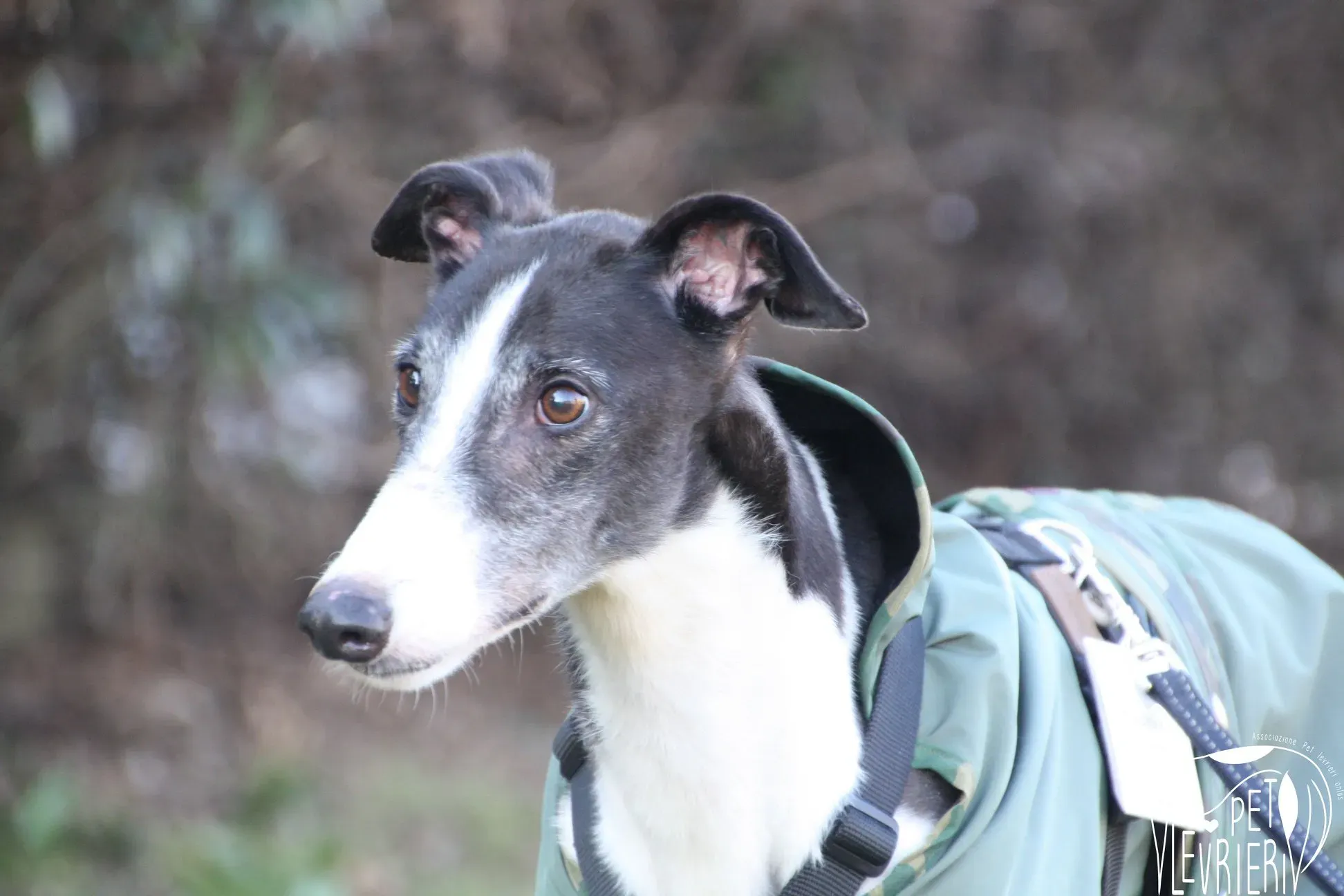 51237839 2085883838162127 4176859122743902208 o