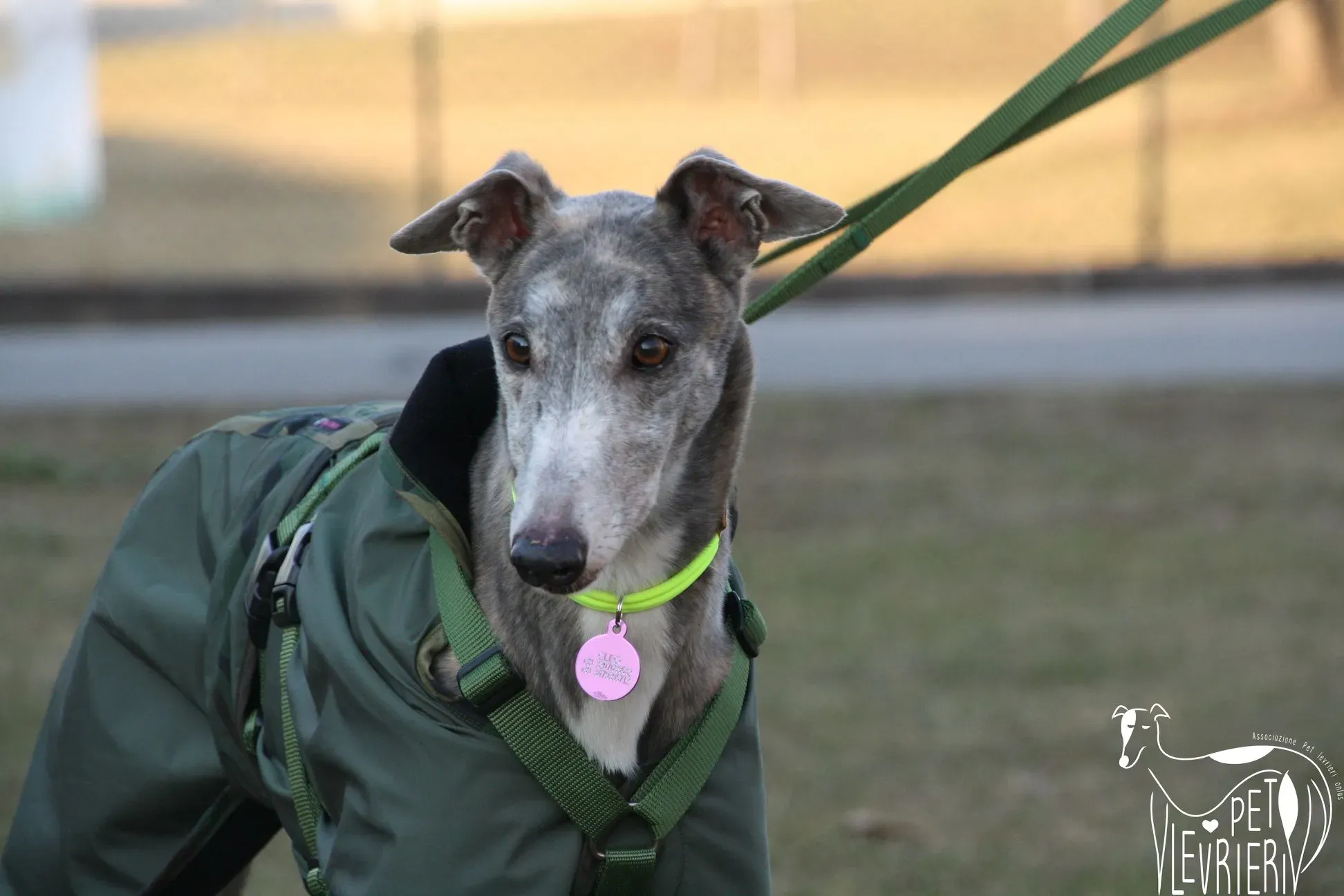 51319384 2085885981495246 6142319514118782976 o