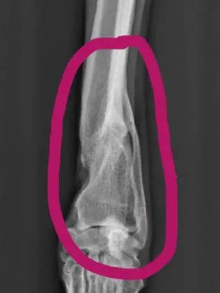 515a4bfa73ded7c95c4b9f6310ab18a2