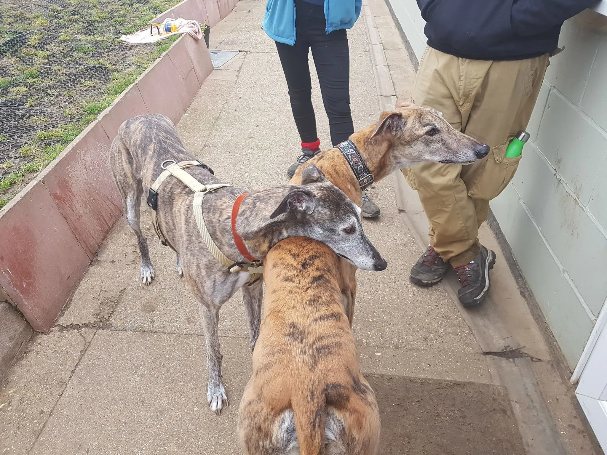 51984865 383444255781722 7763417712692297728 n