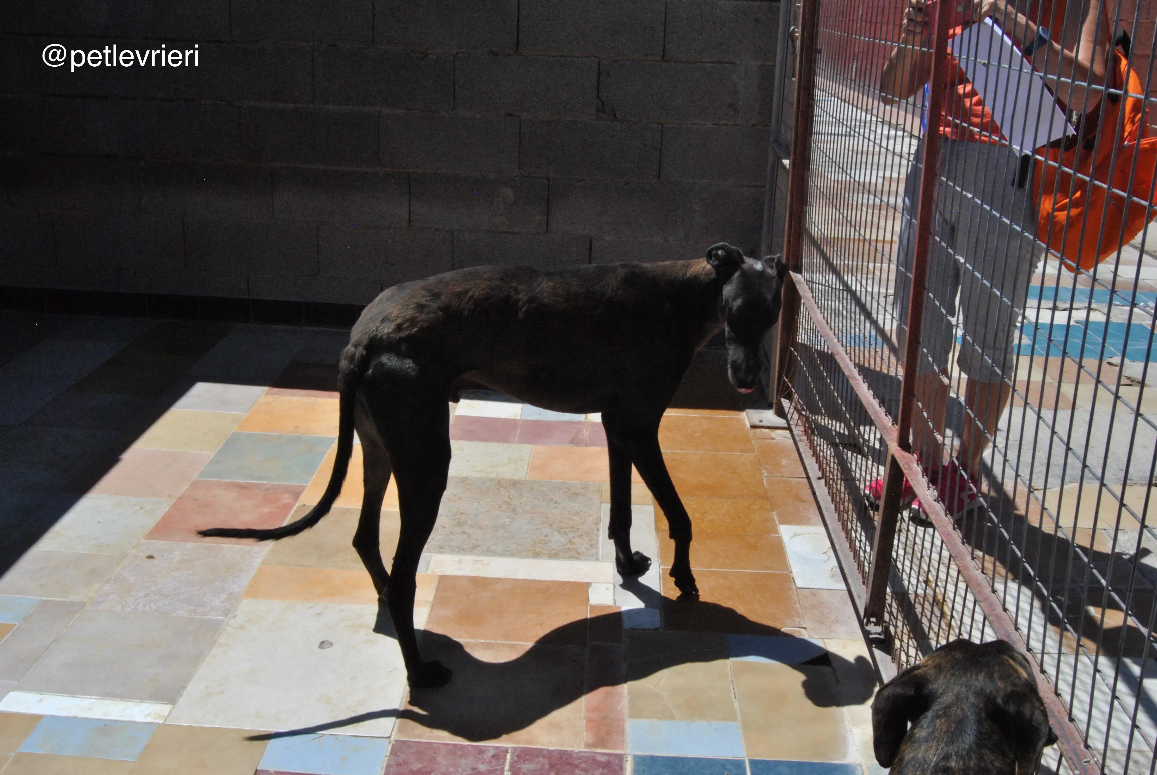 51 neron adozione galgo quarantena