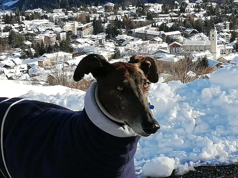 52051102 10216504923448753 6084544103679262720 n