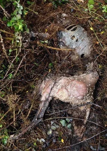 521686 386795244686288 733473908 n