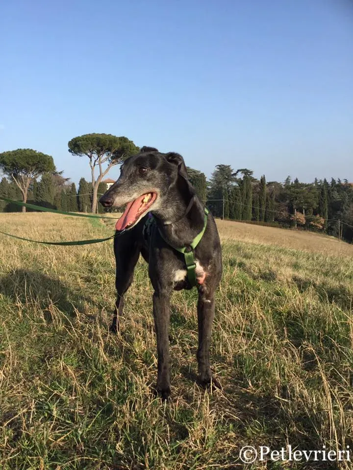 52598896 10216206460947277 416975280729489408 n