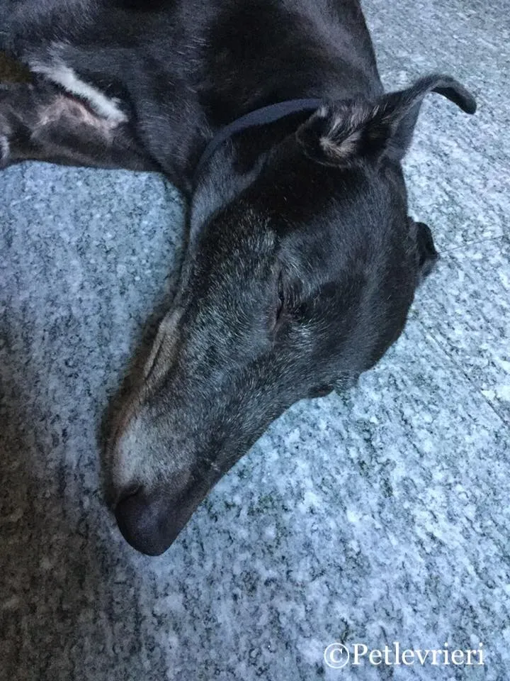 52606095 10216240313633573 537548000709312512 n