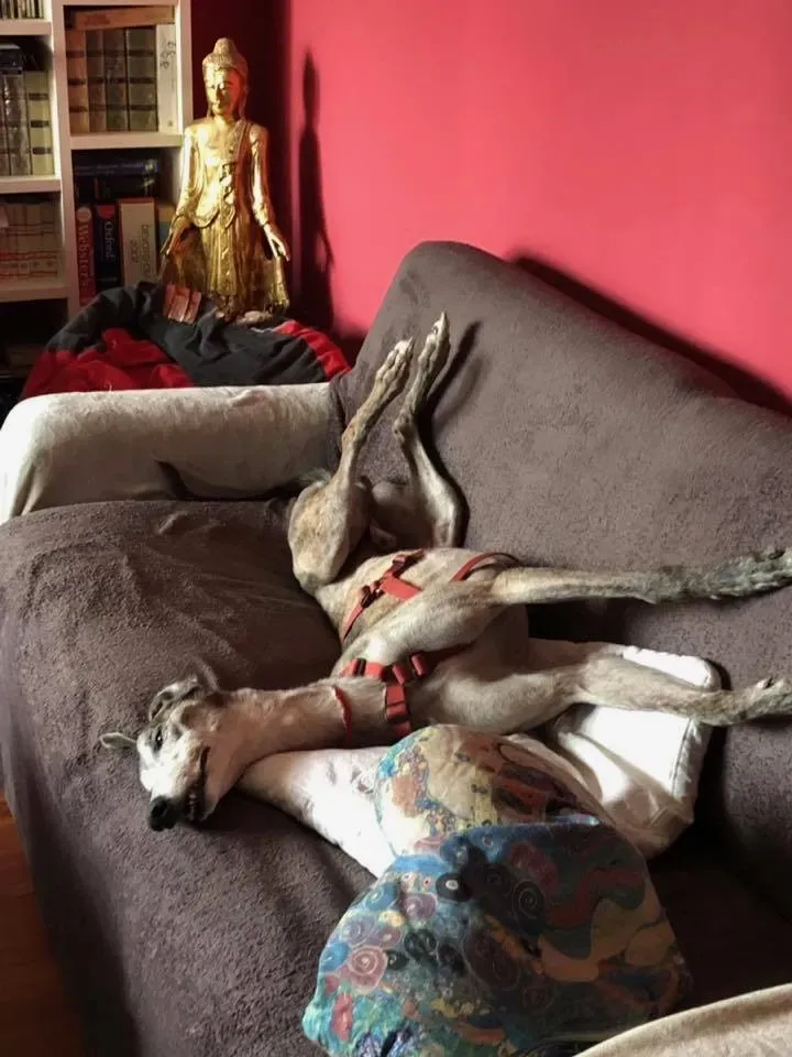 52720407 2169808046444120 3147699647686901760 n