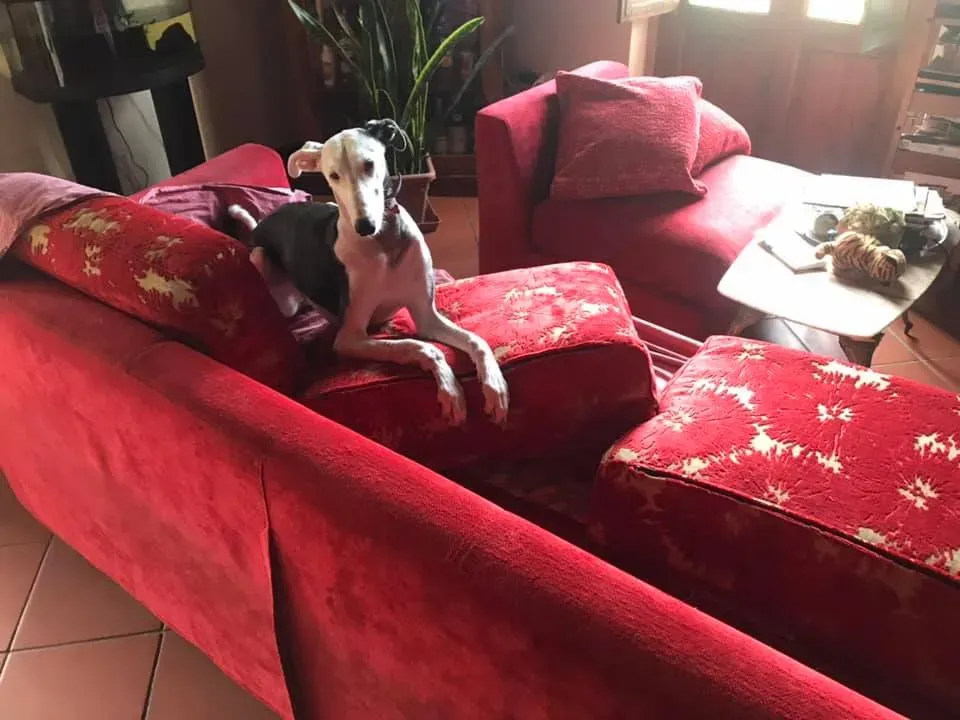 52813282 10216023721660365 8229624438304276480 n