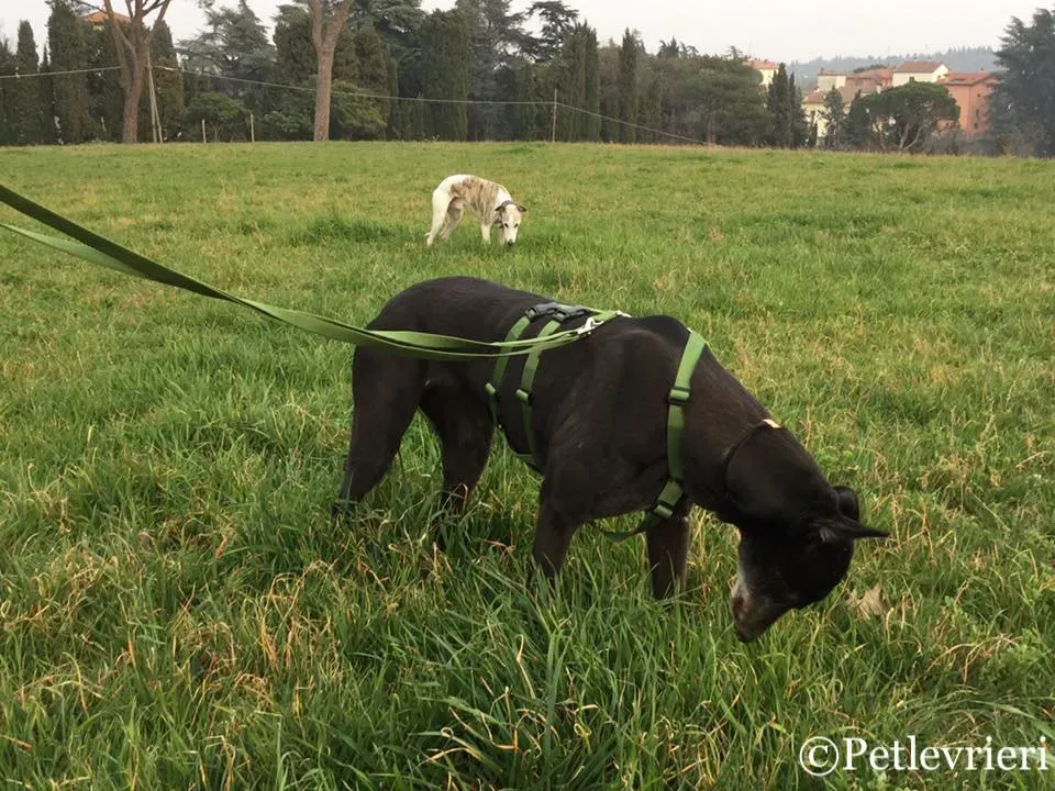 52951155 10216288335514090 3123780790131884032 n