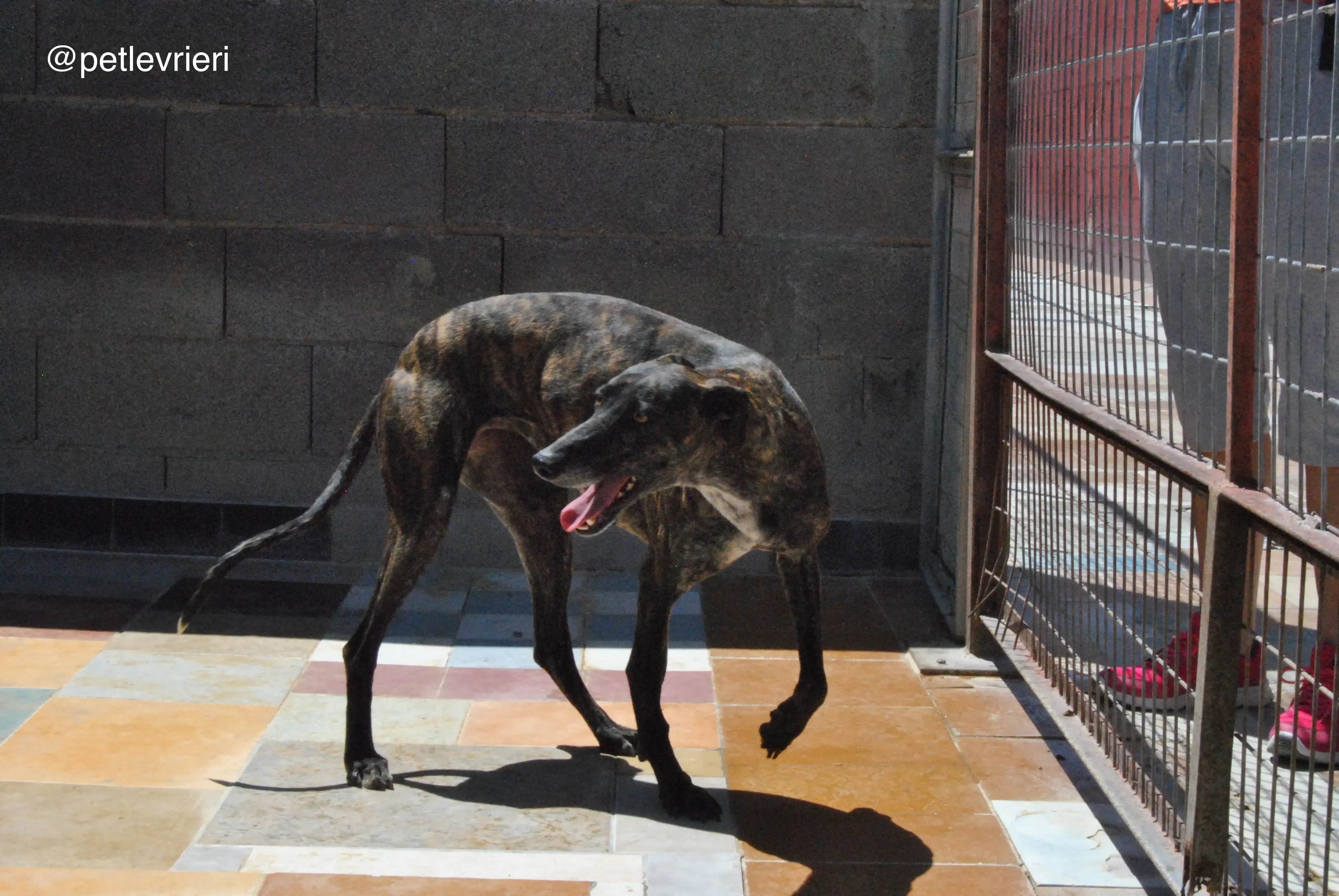 52 shenzi adozione galgo quarantena