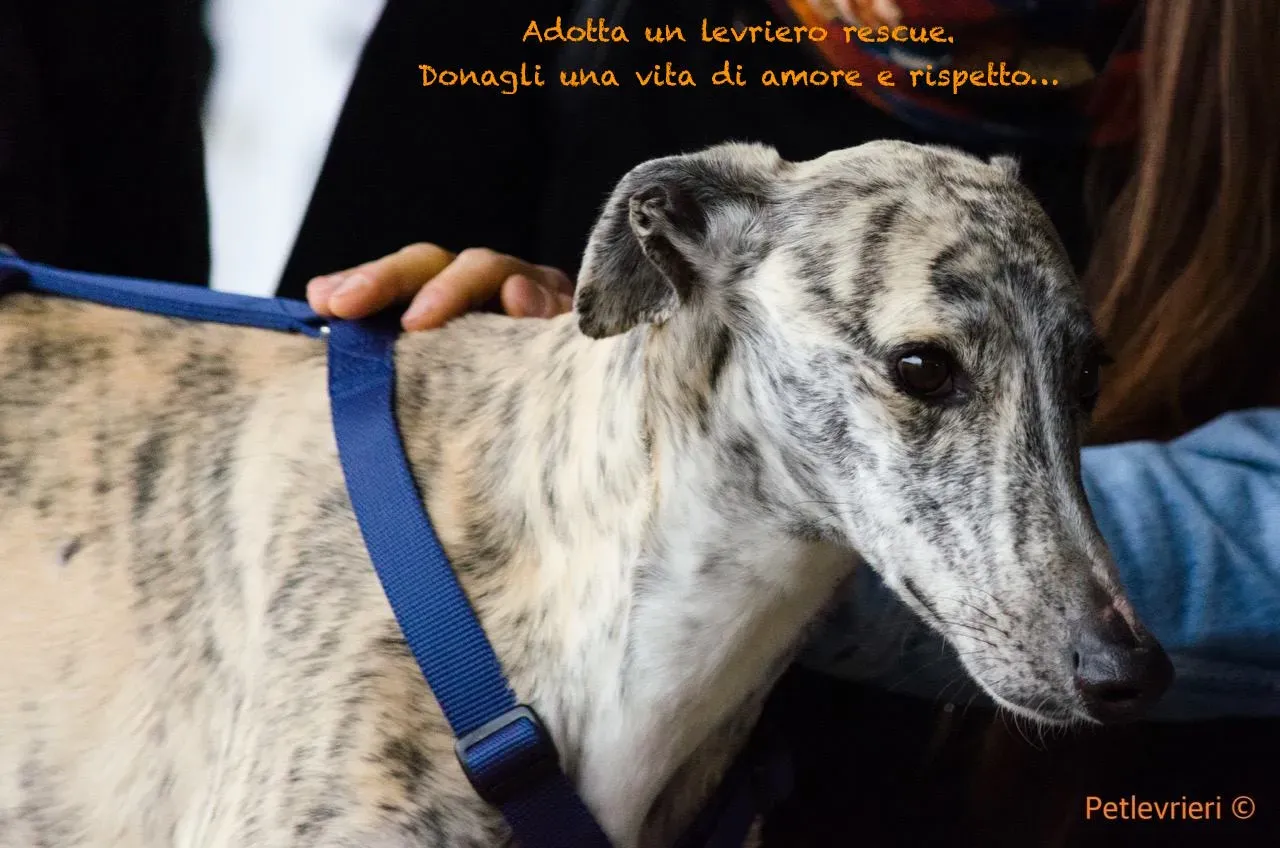 53004344 2134750143275496 4728521859161653248 o