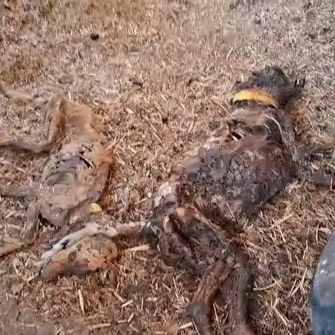 530300473 1304449311042260 7617766953409972979 n 1