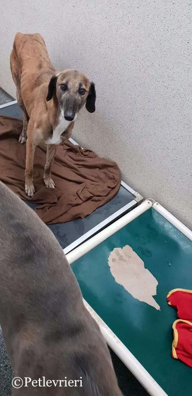 53302270 2795574280460253 7153000072773369856 o