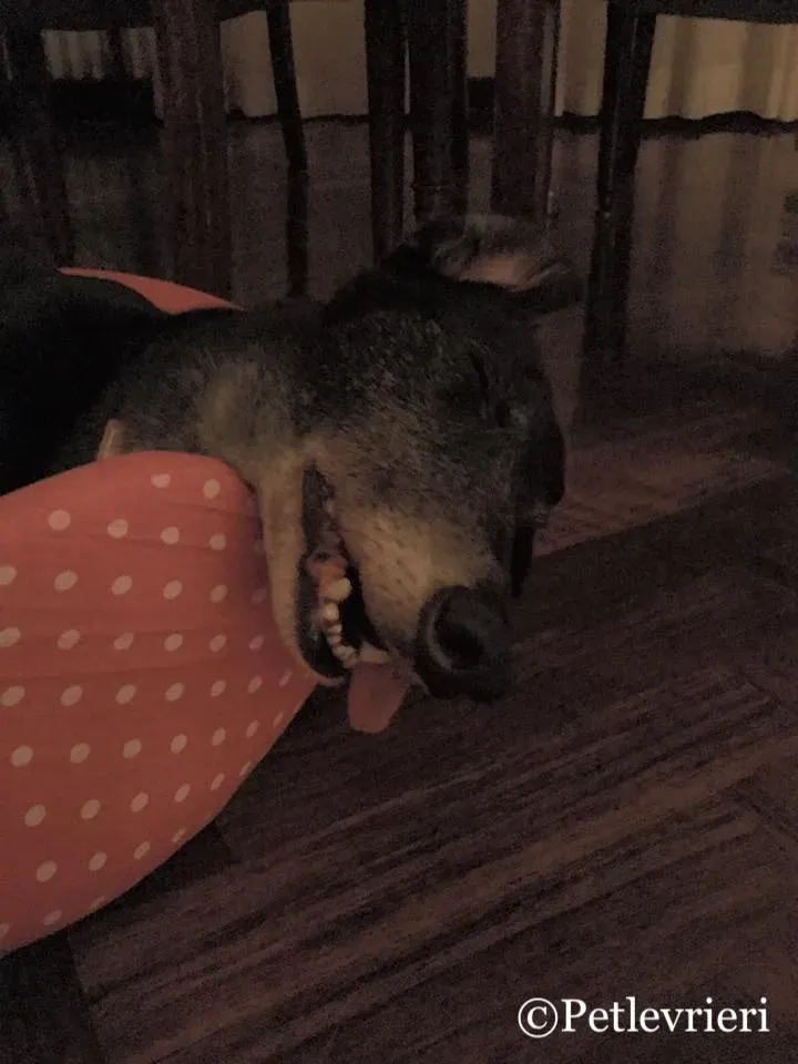 53384245 10216288689562941 4227786405398446080 n