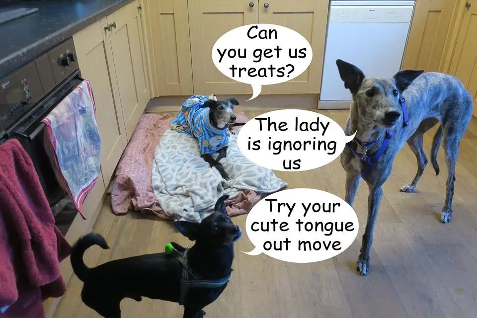 53690291 271623627119162 7495245250424733696 n