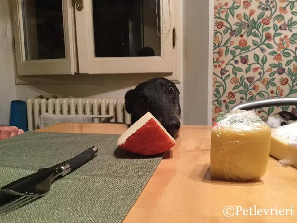 53695270 10216358073497496 8531964666786611200 n