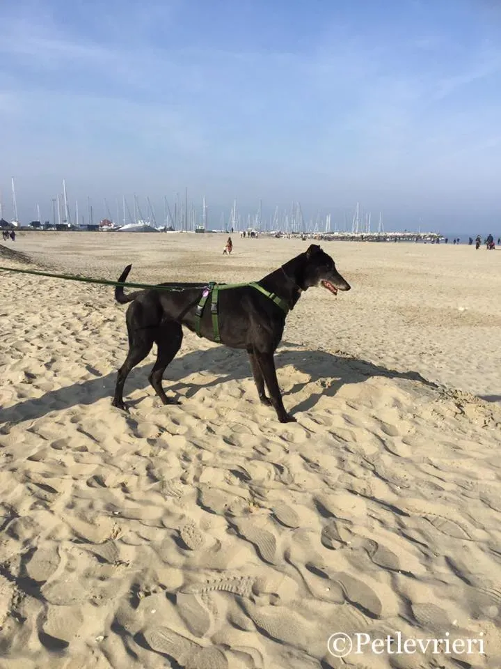 53761813 10216293960334707 1996713833300754432 n