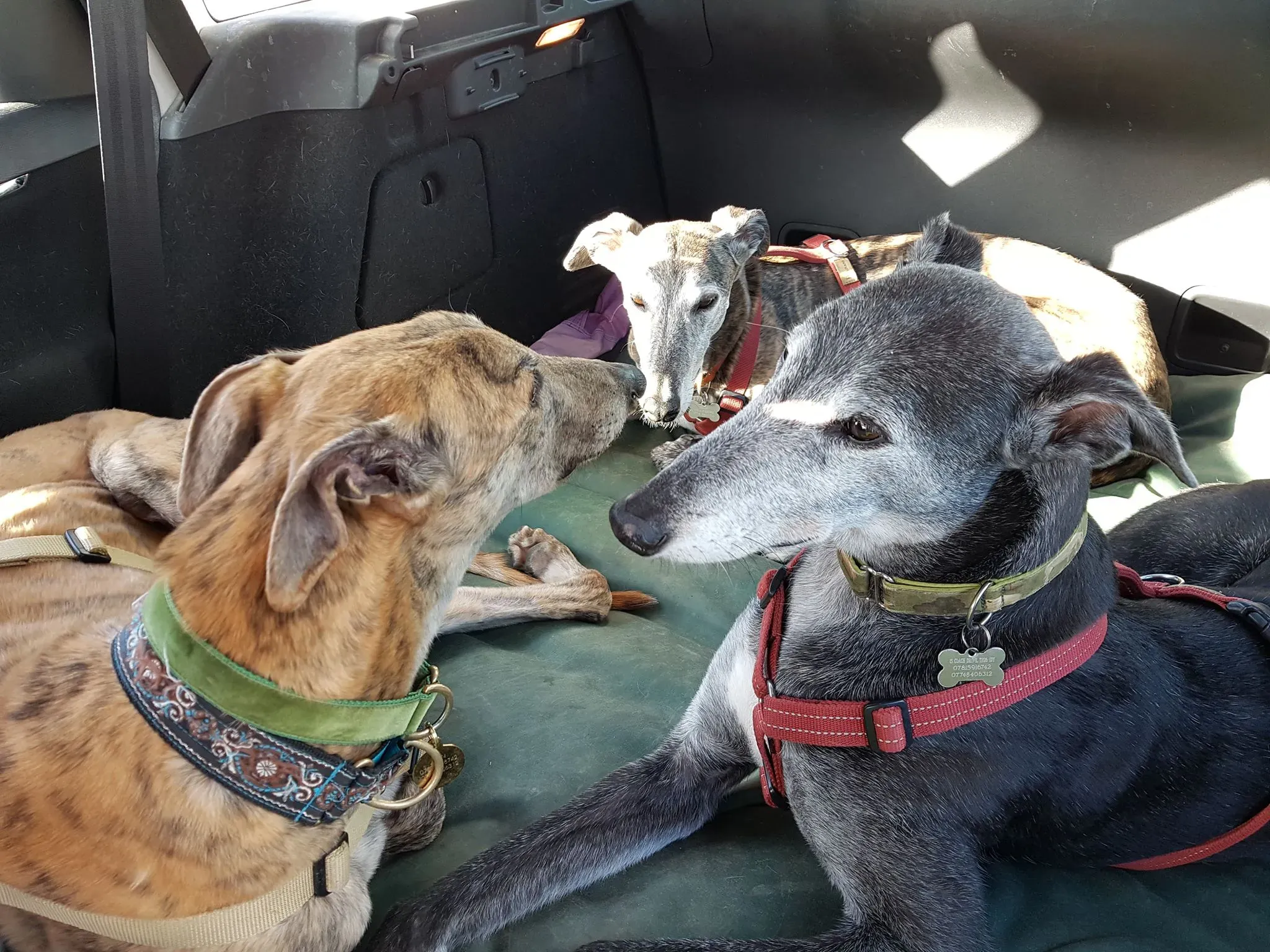 53916283 401792333887010 2797207840769441792 n