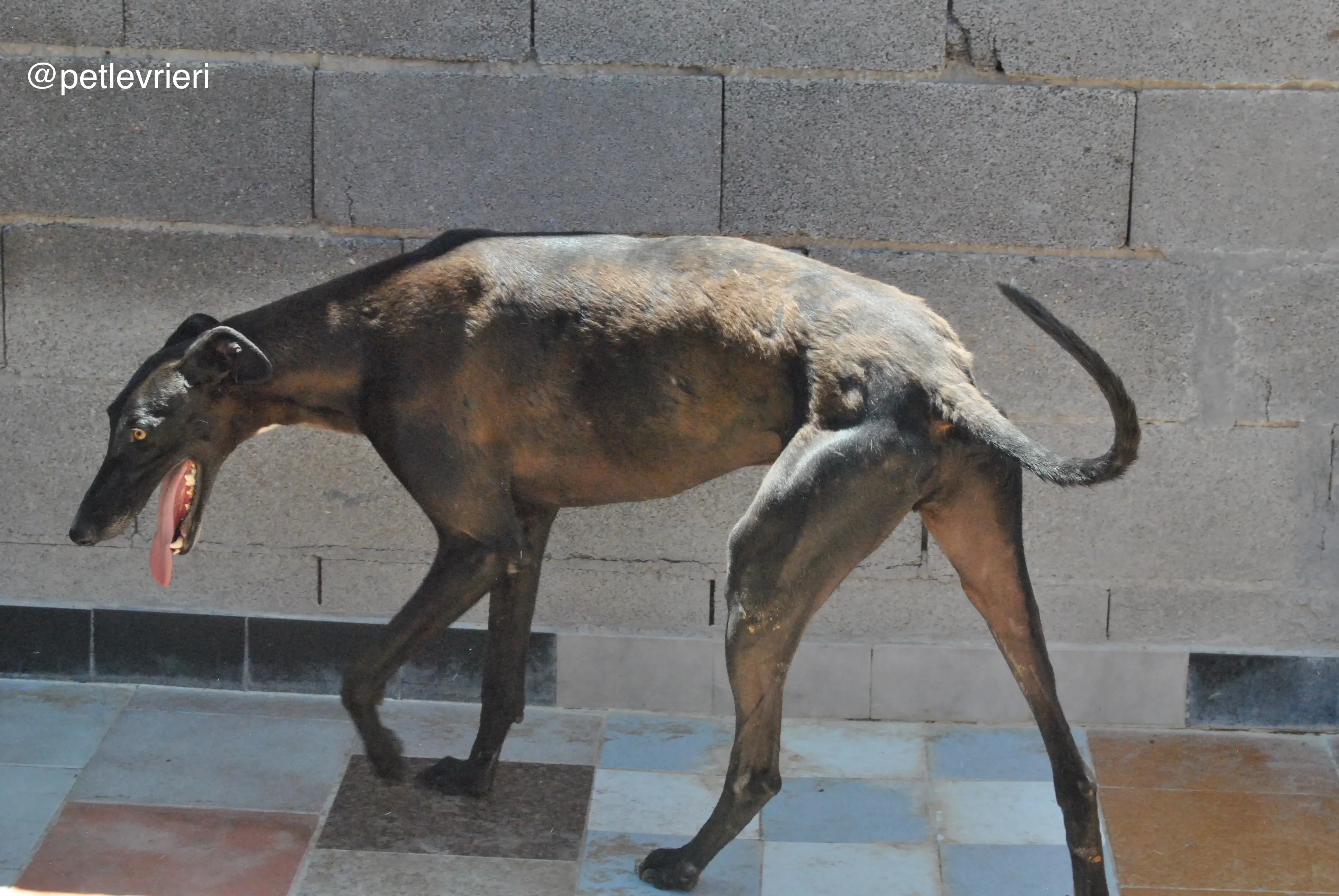 53 neron adozione galgo quarantena