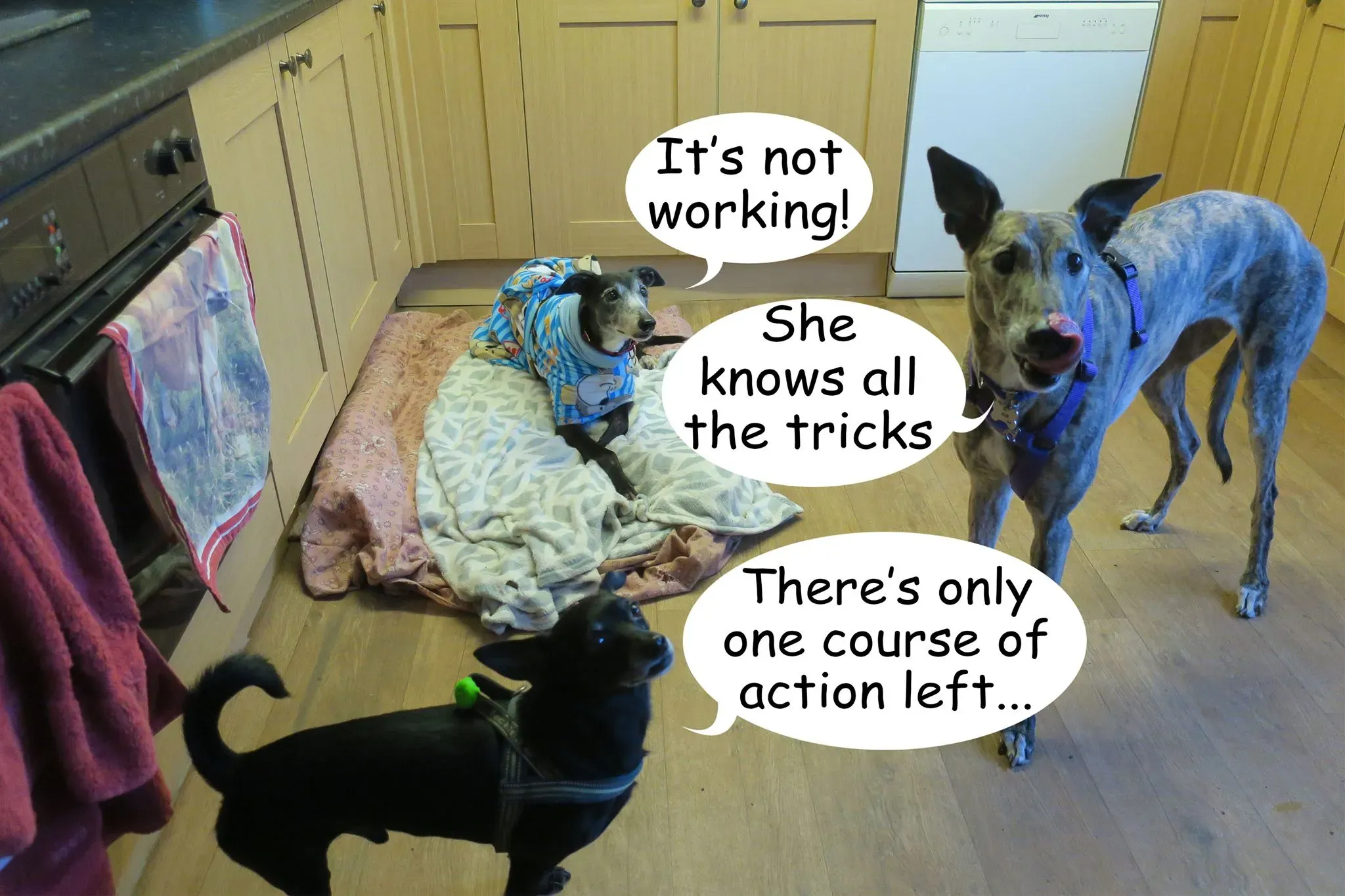 54377112 271623613785830 9076309869853671424 o