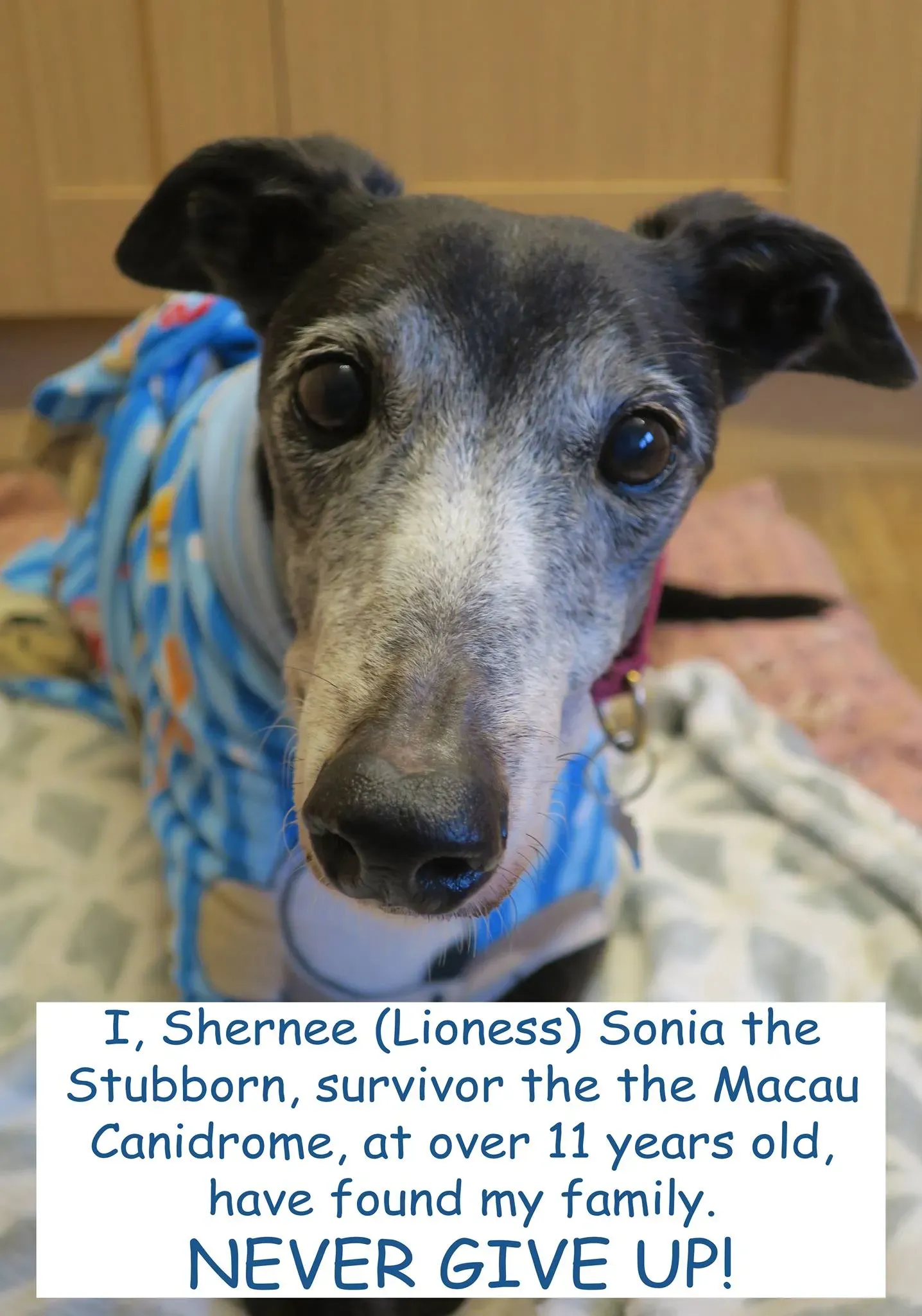 54432378 271623733785818 538145473609859072 o