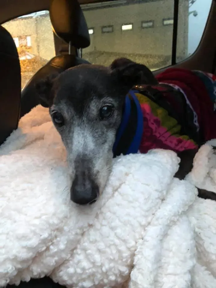 54462309 10156375425603869 3503532521314844672 n