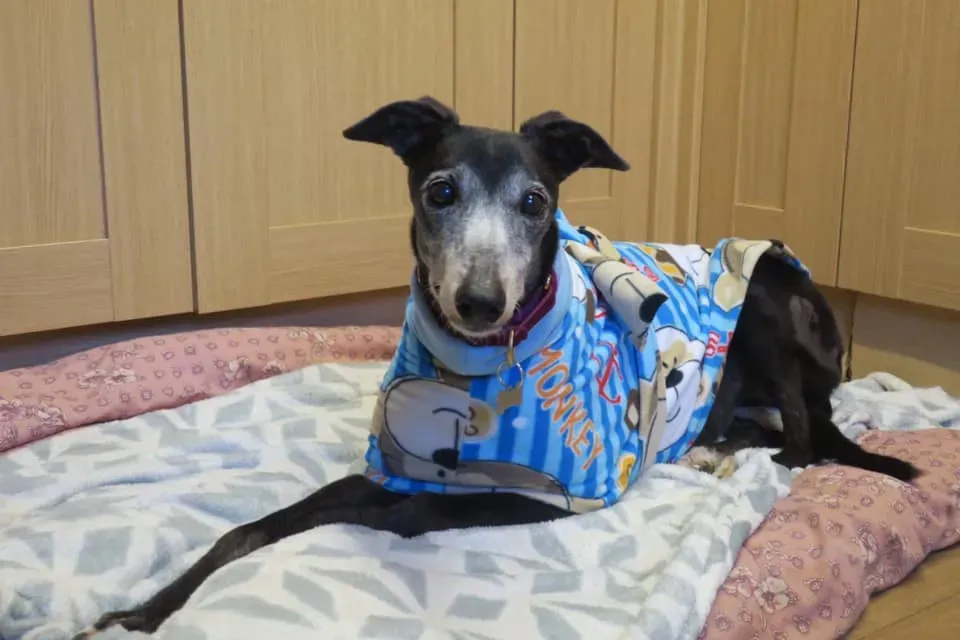 54462839 10156375425573869 5751143852828262400 n