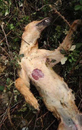 544793 386795031352976 1394415995 n