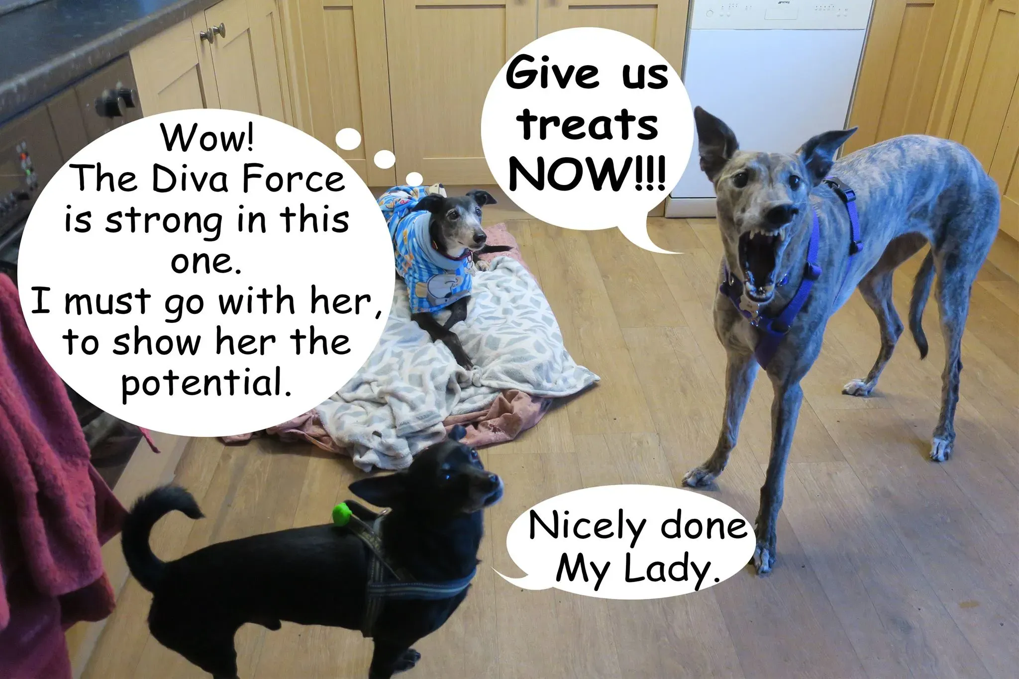 54771000 271623643785827 6912468005683200000 o