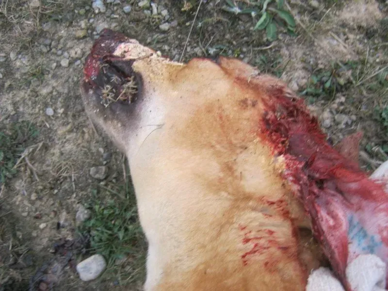 549264 386356034730209 1953733683 n