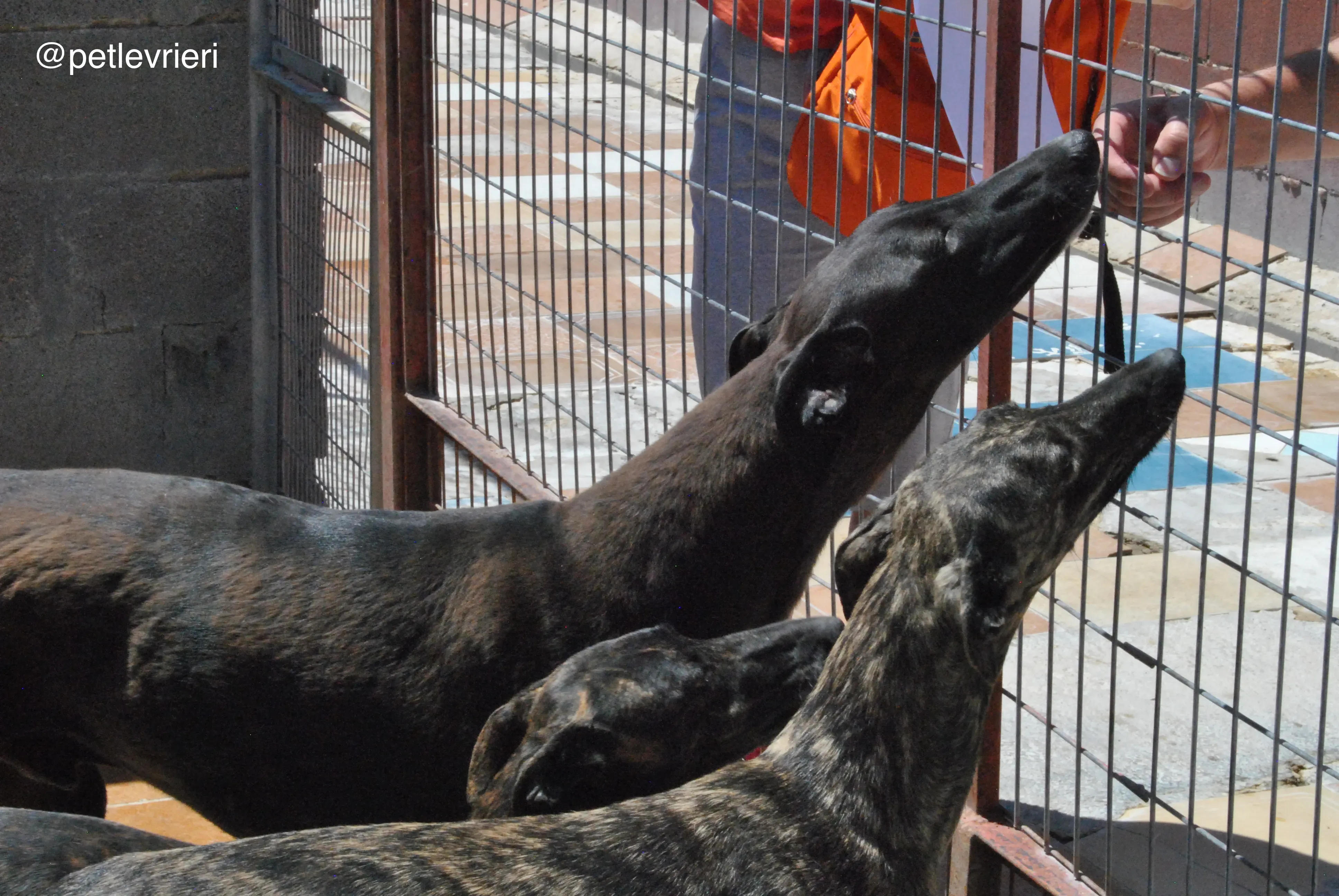 54 neron adozione galgo quarantena